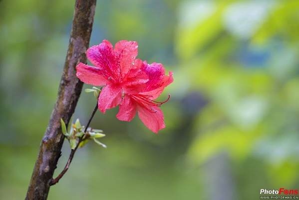 五月花色婷婷绽放