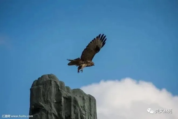 纪鹏，翱翔天际的雄鹰传奇