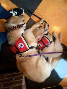 警犬试穿新款背心，提升安全，促进训练效率